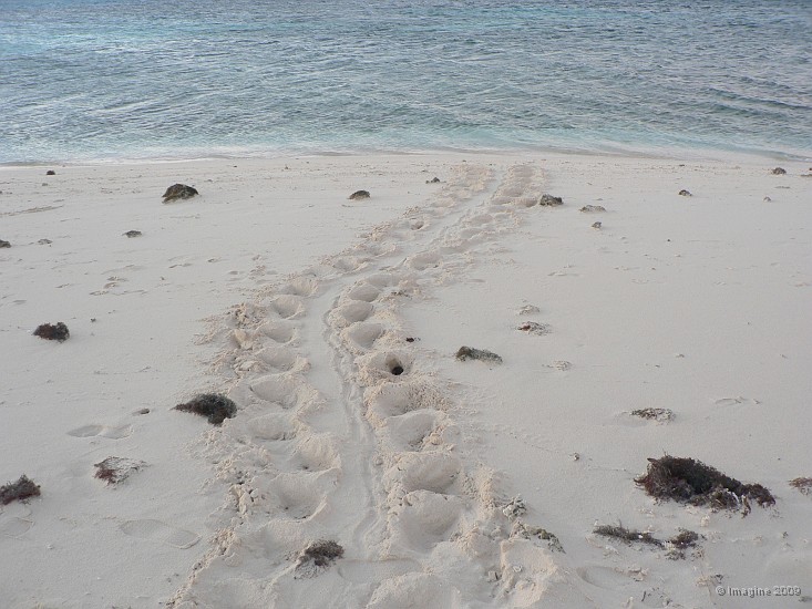 61- Les traces de la tortue sur la plage.JPG
